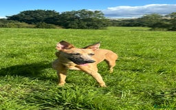 Lurcher dogs for sale: Last Dog! Male Lurcher Tan pup, last one to go!  - Image 7