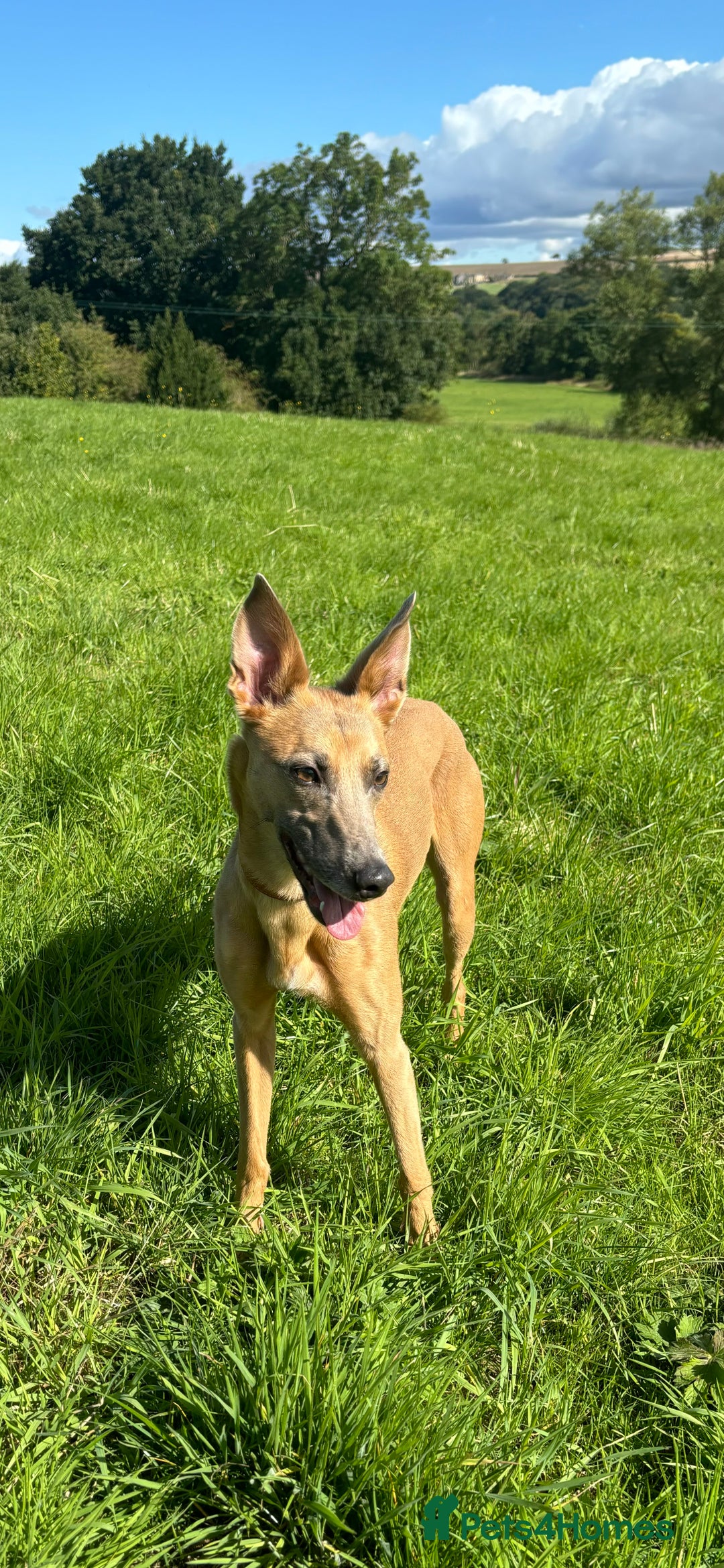 Lurcher dogs for sale: Last Dog! Male Lurcher Tan pup, last one to go!  - Image 7