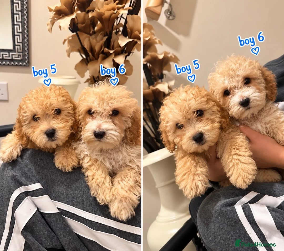 Maltipoo dogs for sale: 6 GORGEOUS ASIAN EXTRA TOY MALTIPOO PUPPIES! 👻🐾 - Advert 7