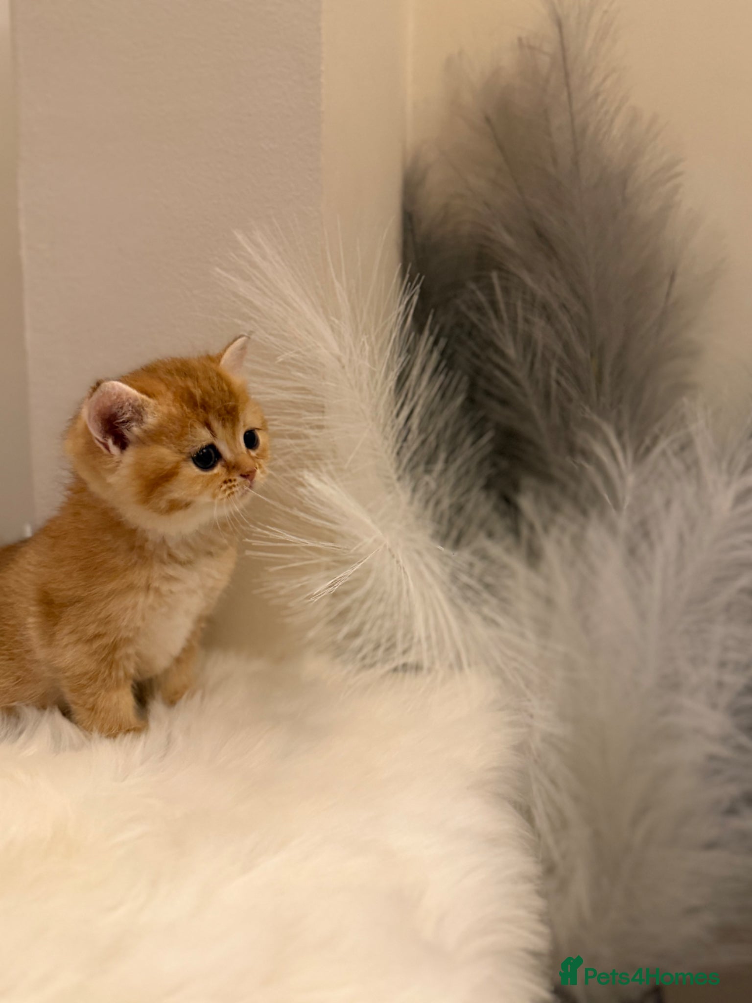 British Shorthair cats Golden & Silver BSH. 100% Pure pedigree Registered - Advert 1