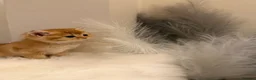 British Shorthair cats for sale: Golden & Silver BSH. 100% Pure pedigree Registered - Advert 10