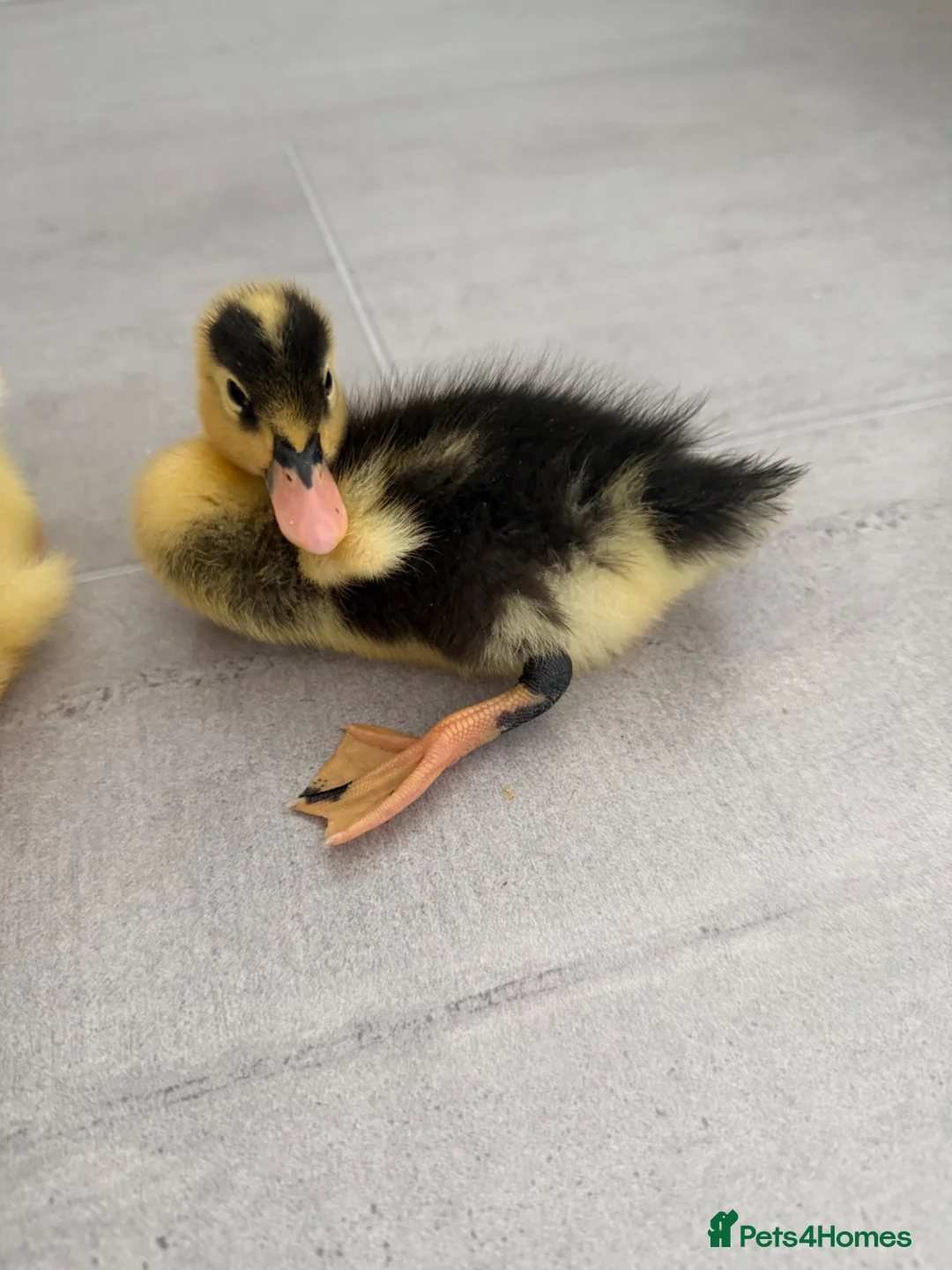 Ducks poultry for sale: 3 ducks for sale  in Leeds - Advert 2