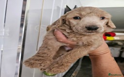 Standard Poodle dogs for sale: Stunning 5* Standard chunky poodle puppies 🐶  - Image 1