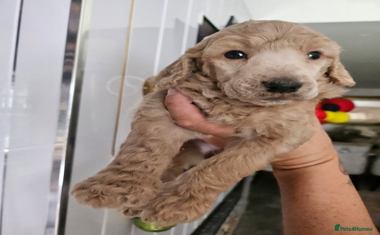 Standard Poodle dogs - Advert 2
