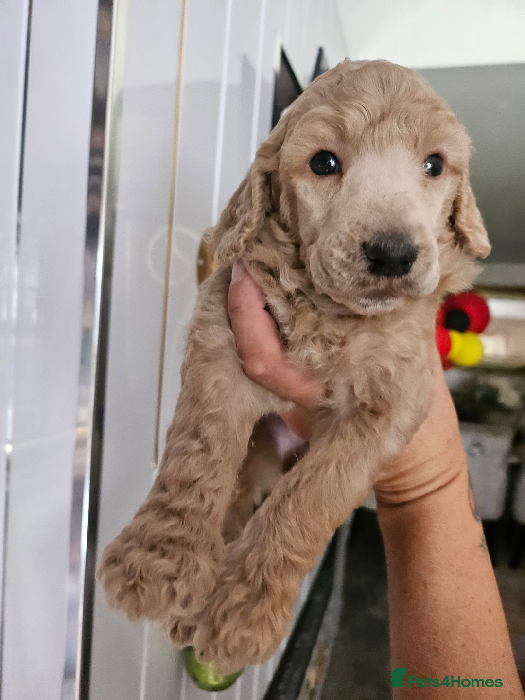 Standard Poodle dogs for sale: Stunning 5* Standard chunky poodle puppies 🐶  - Image 1