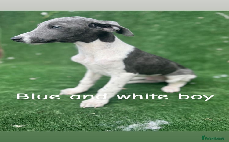 Whippet dogs - Advert 13