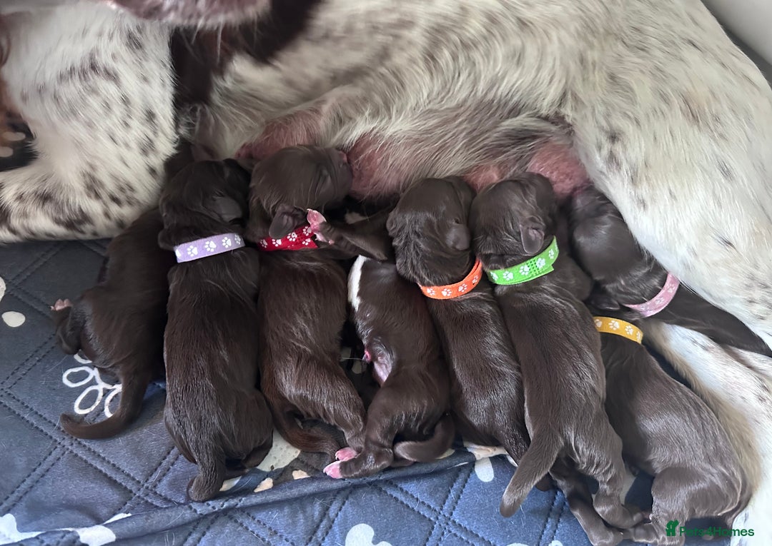 Sprocker dogs for sale: Brown Sproker Puppies Parents KC registered.  - Image 5