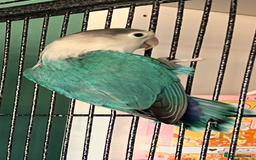 Lovebirds birds for sale: Blue Fischers Lovebird - Image 2