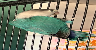 Lovebirds birds - Advert 16