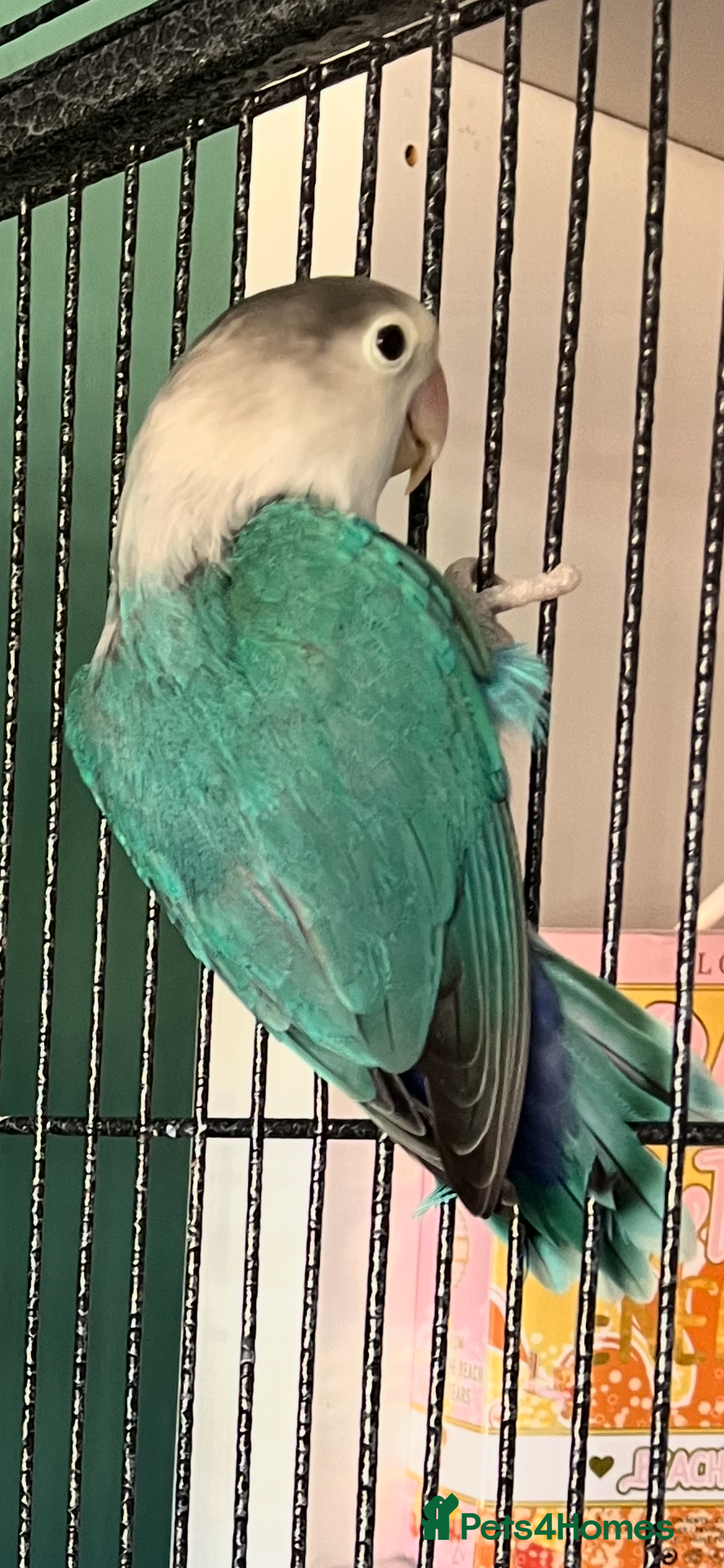 Lovebirds birds for sale: Blue Fischers Lovebird - Image 2