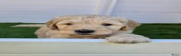 Goldendoodle dogs for sale: LAST girl left of Multigen.Goldendoodle Puppies!!! - Advert 25