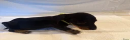 Miniature Dachshund dogs for sale: Miniature Dachshund Puppies - Advert 15
