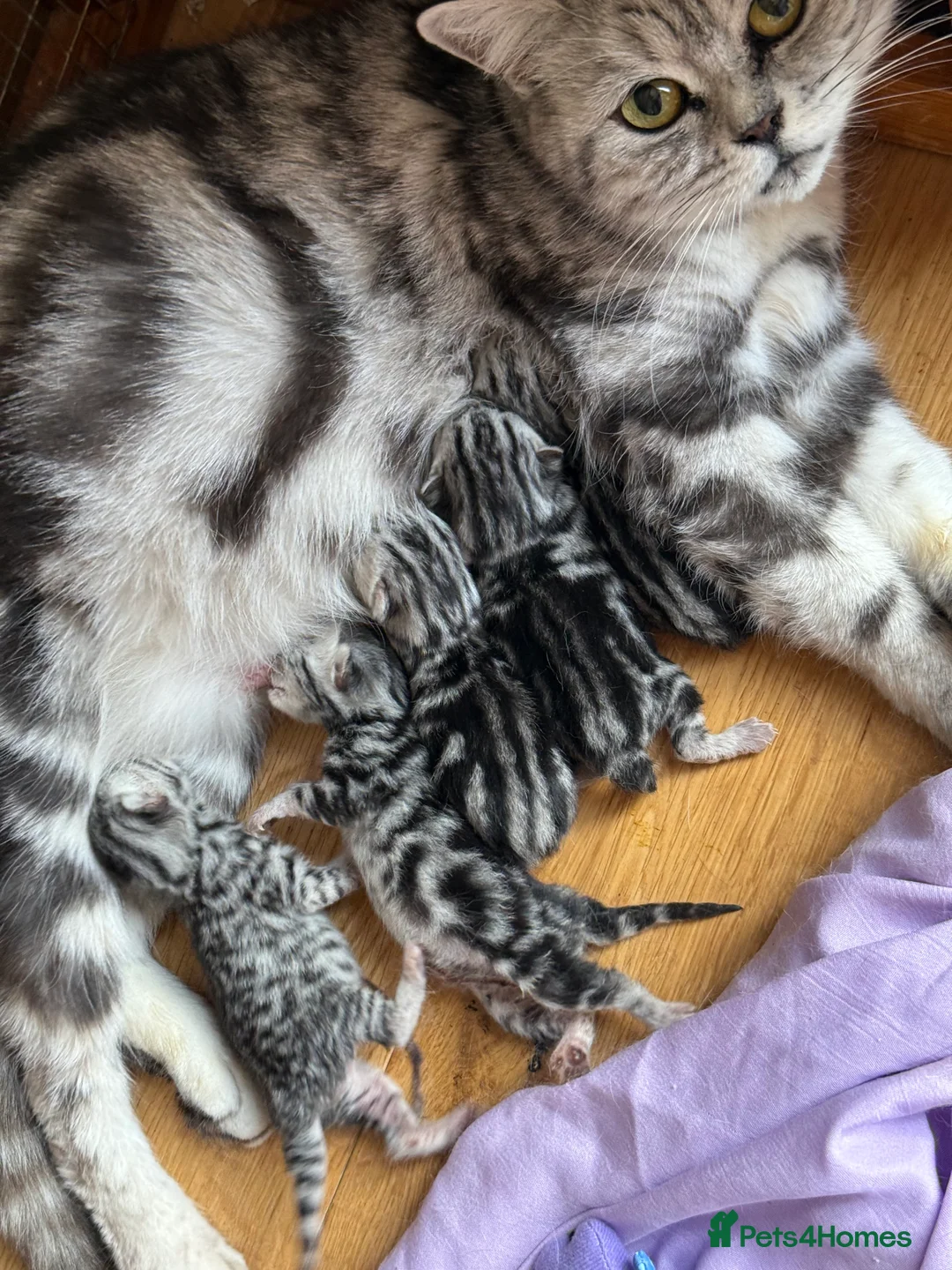 British Shorthair cats for sale: Two stunning loving black silver tabby BSH females - Advert 7