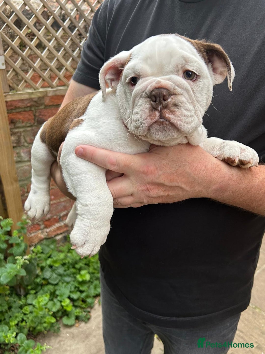 English Bulldog dogs for sale: Here come the Girls - Image 13