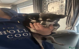 Chihuahua dogs for sale: Male chihuahua  - Image 2