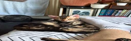 Bengal cats for sale: Stunning Bengal Kittens - Advert 6