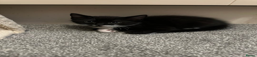 British Shorthair Kitten 1