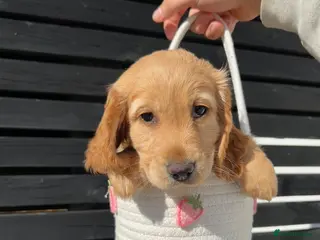 Cockapoo dogs Cockapoo - Advert 2