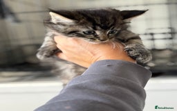 Mixed Breed cats for sale: 3 tabbie kittens looking for their forever homes - Image 3
