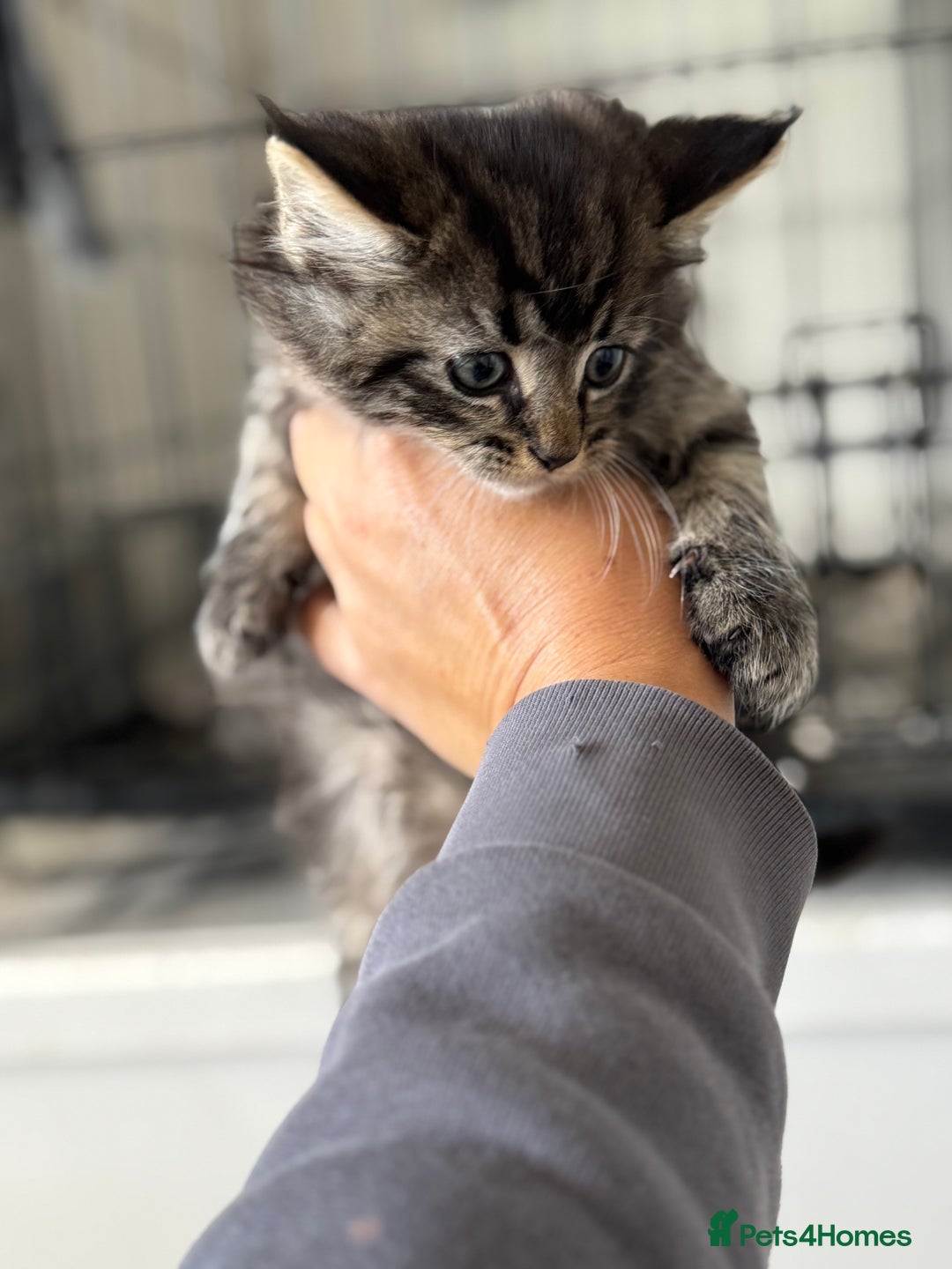 Mixed Breed cats for sale: 3 tabbie kittens looking for their forever homes - Image 3