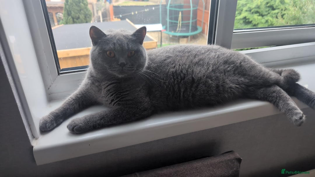British Shorthair cats for sale: Active Gccf Female  - Image 4