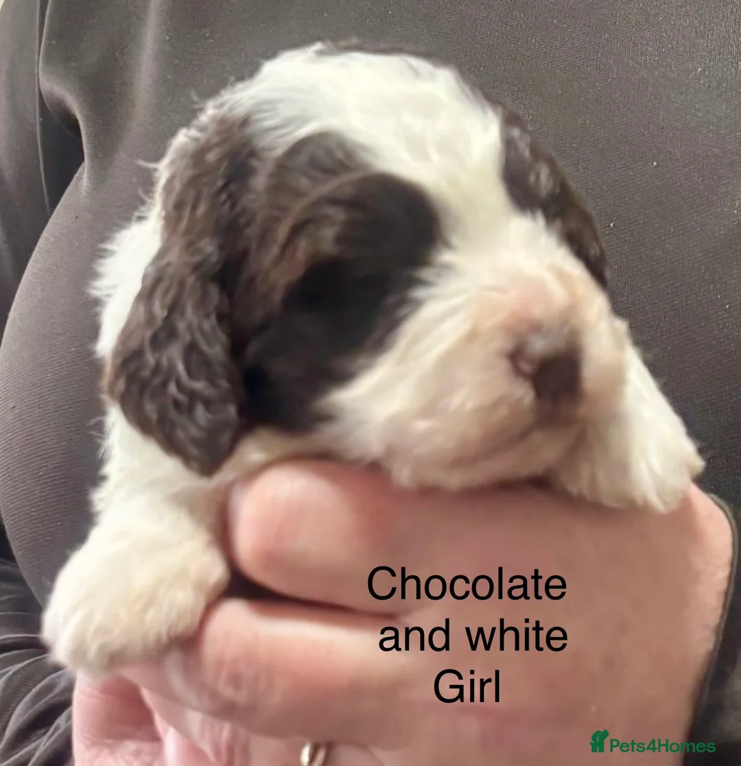 Cockapoo dogs for sale: Cockerpoo puppies  - Advert 24