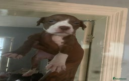 American Bully dogs for sale: Bully puppy’s   - Image 2