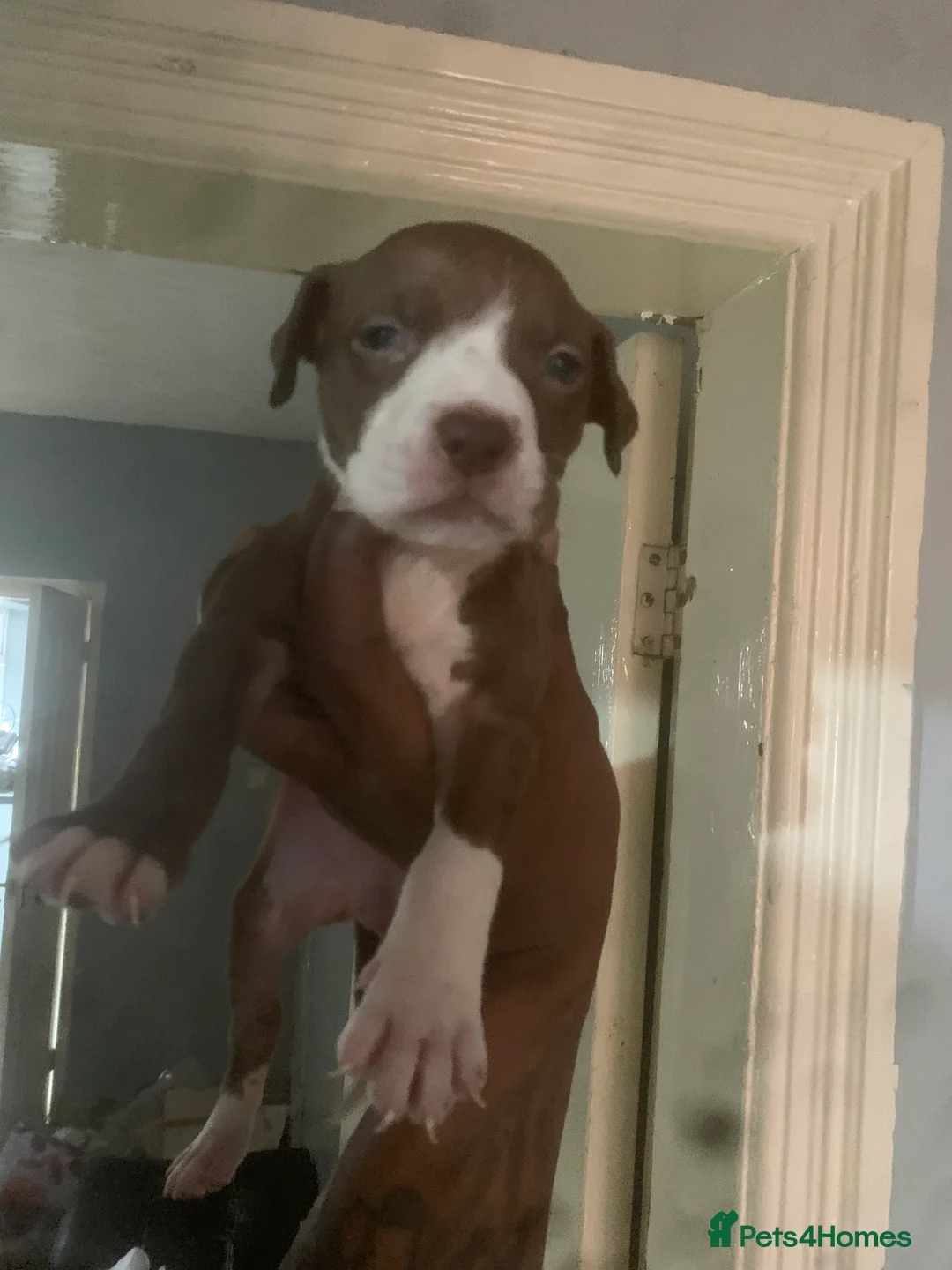 American Bully dogs for sale: Bully puppy’s   - Advert 2