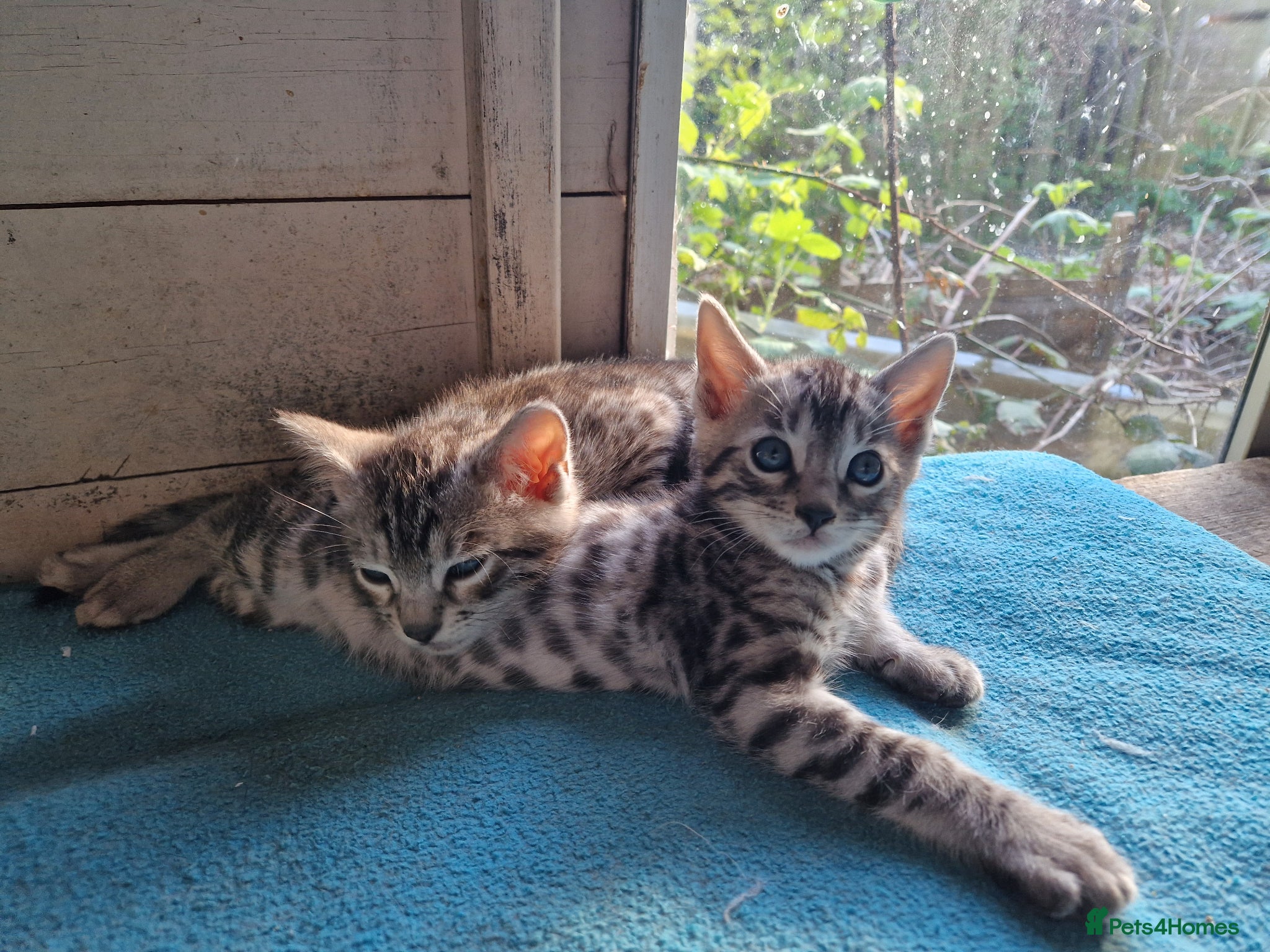 Mixed Breed cats for sale: 7/8ths Bengal, 1/8th Siamese kittens  - Advert 16