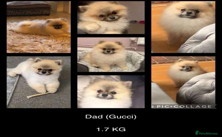 Pomeranian dogs Pomeranian puppies for sale  - Advert 1