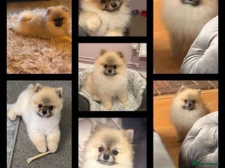 Pomeranian dogs Pomeranian puppies for sale - Advert 1