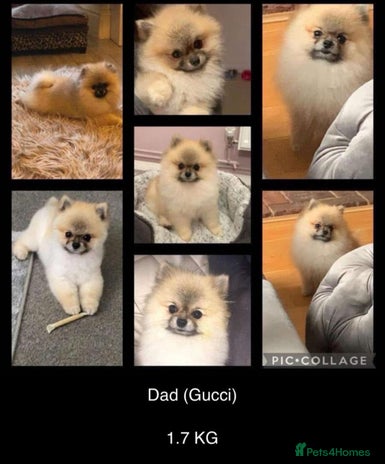 Pomeranian dogs Pomeranian puppies for sale - Advert 1