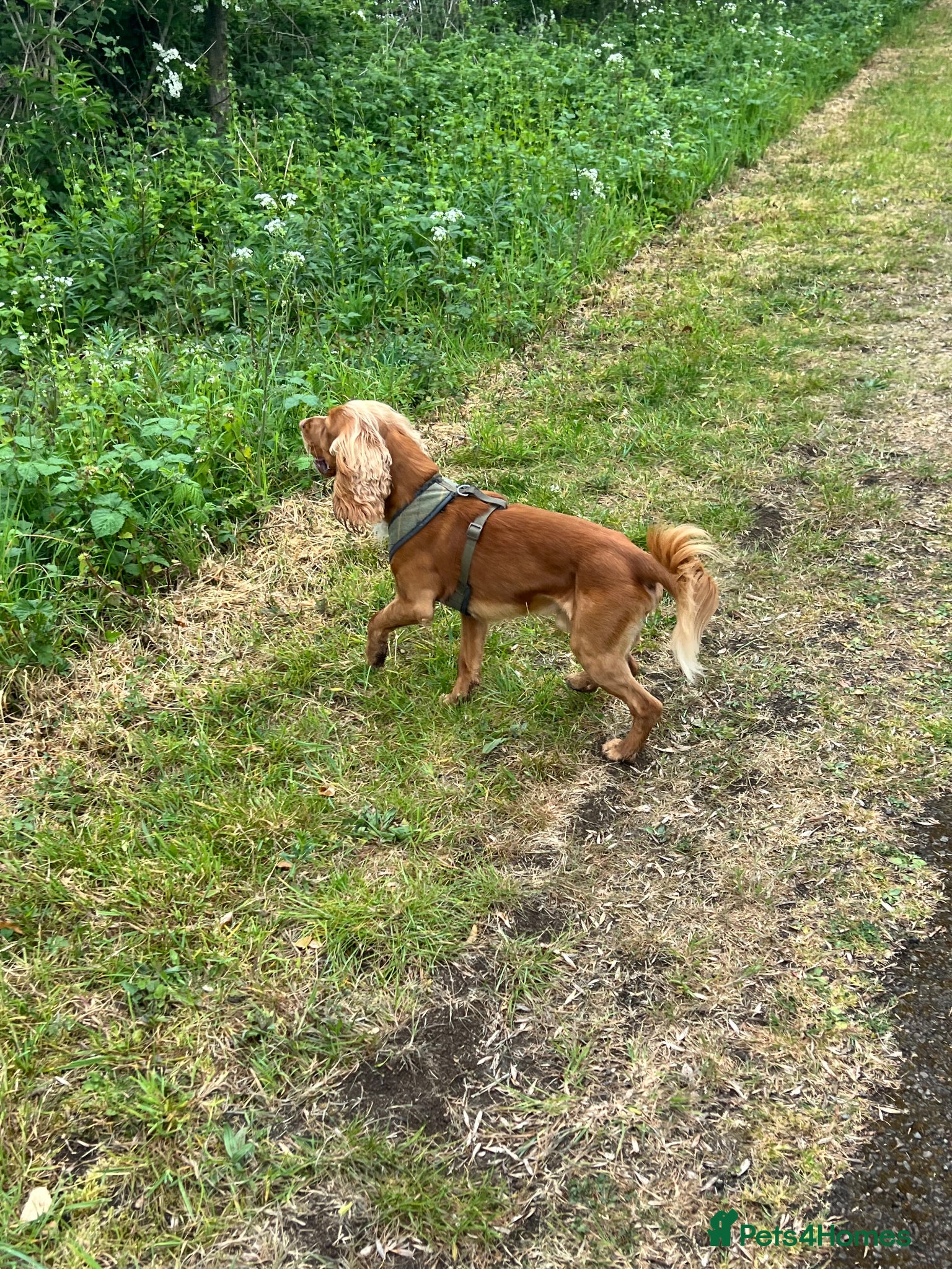Cocker Spaniel dogs Athletic working cocker spaniel - Advert 18