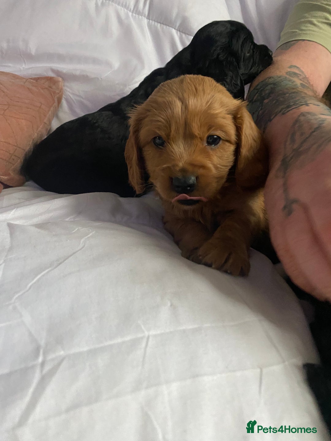 Cavapoo dogs for sale: Stunning cavapoo pups  - Advert 25