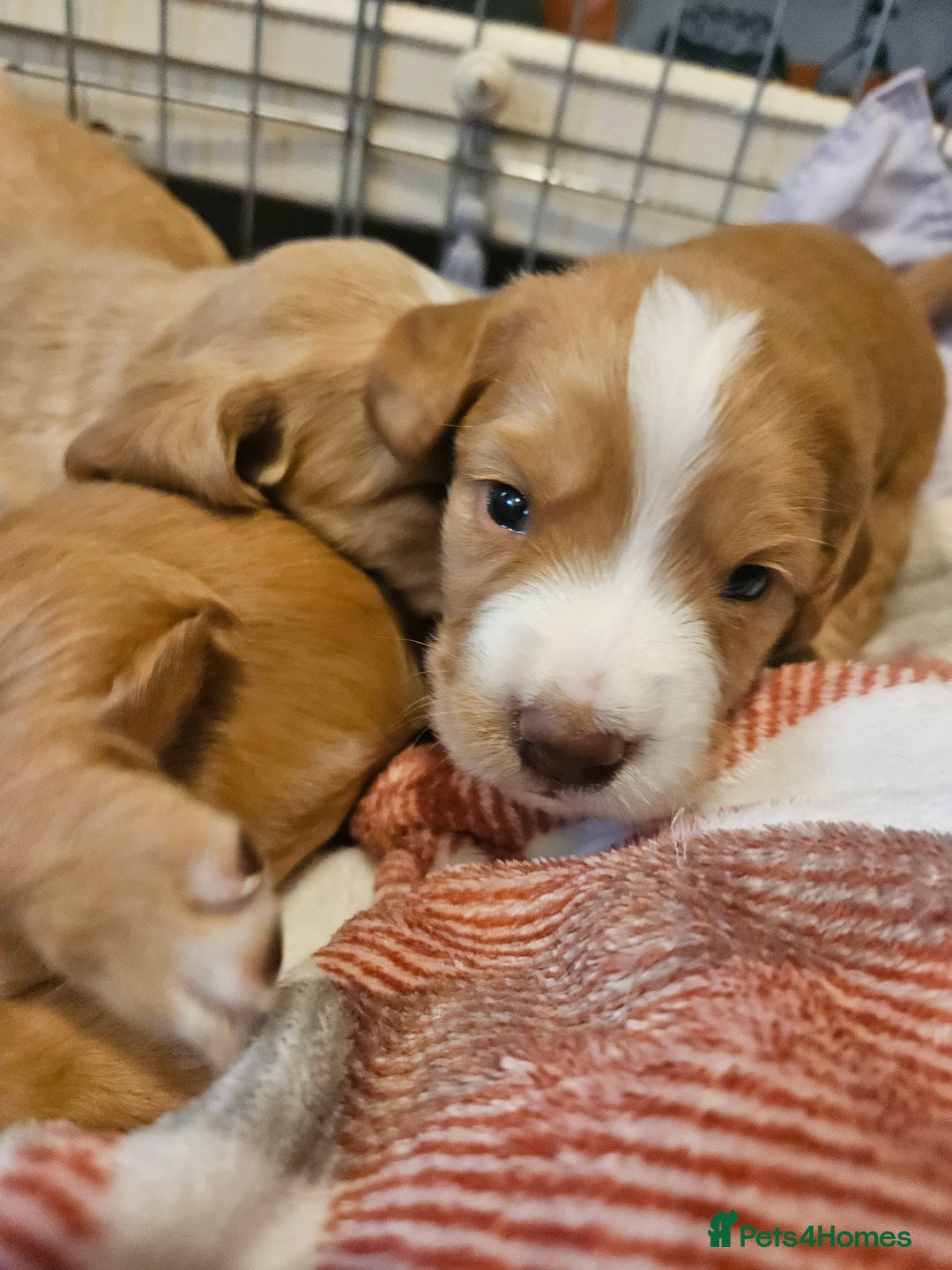 Sprocker dogs for sale: Sprocker Spaniel pups - born 28/08/25 - Image 5
