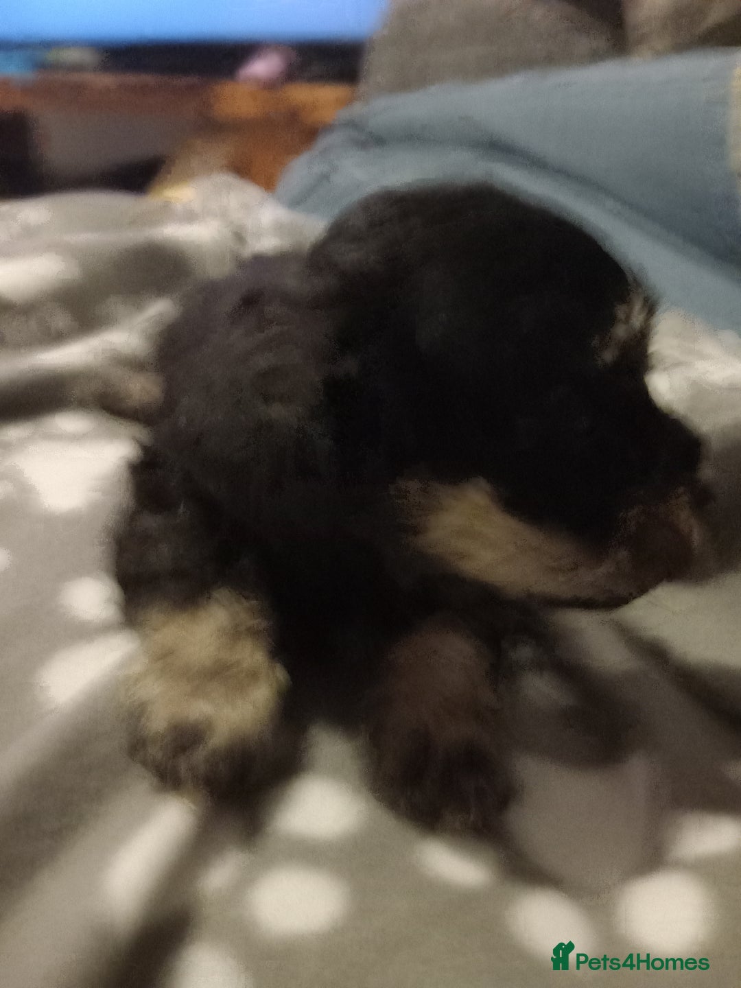 Mixed Breed dogs for sale: TOY SHNOODLES READY 21 DEC - Advert 19