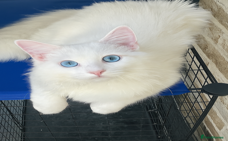 Ragdoll cats - Advert 2