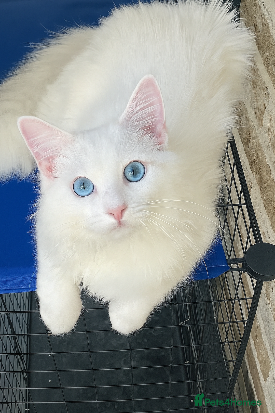 Ragdoll cats for sale: Beautiful Ragdoll - Image 1