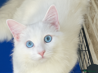 Ragdoll cats - Advert 3