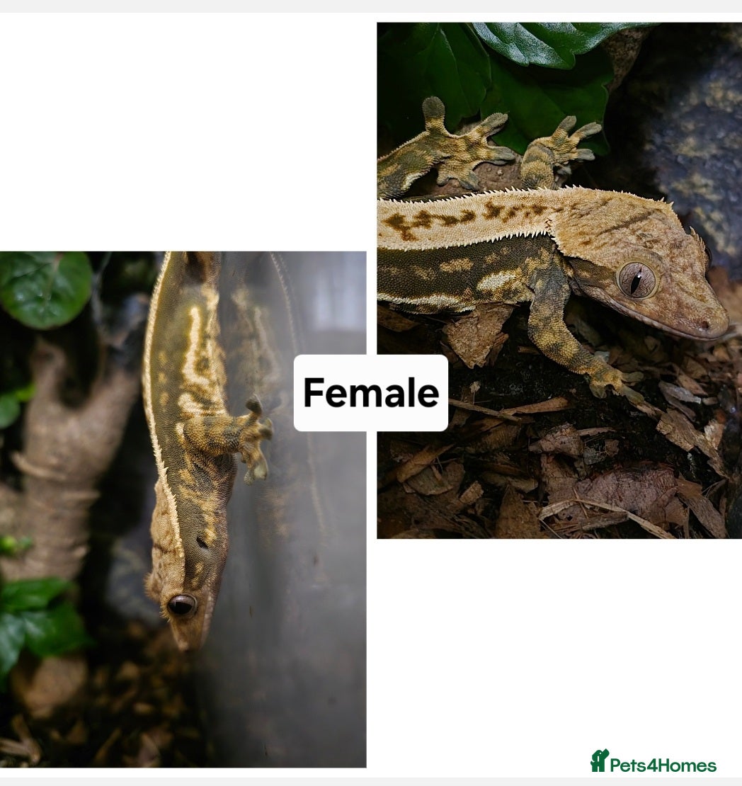 Gecko reptiles for sale: Crested Geckos  in Solihull - Advert 2