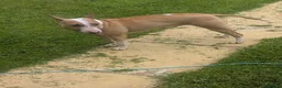English Bull Terrier dogs for sale: English bull terrier bitch - Advert 1