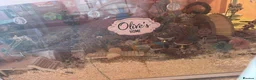 Hamster rodents for sale: Hamster and all belongings  - Advert 4
