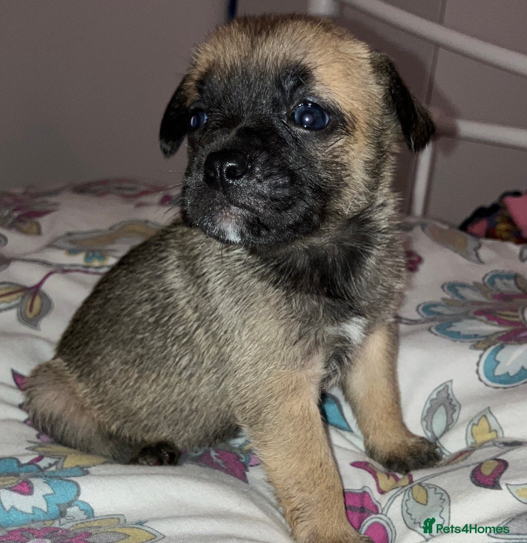 Mixed Breed dogs for sale: Beautiful French Bulldog x Pomchi Pups - Advert 9