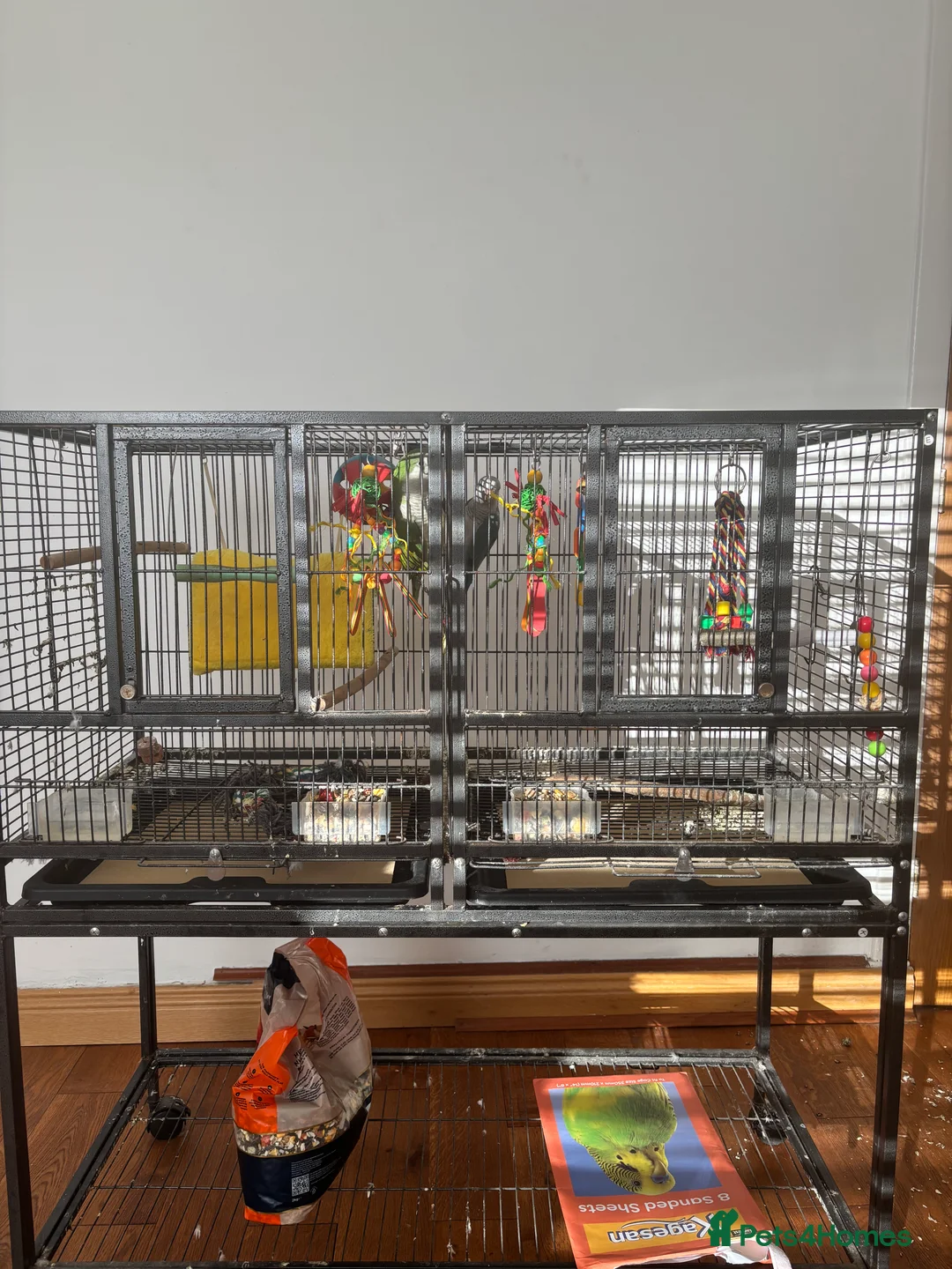 Parakeets birds for sale: 2 Quaker Parrots for Sale  in Clydebank - Advert 5