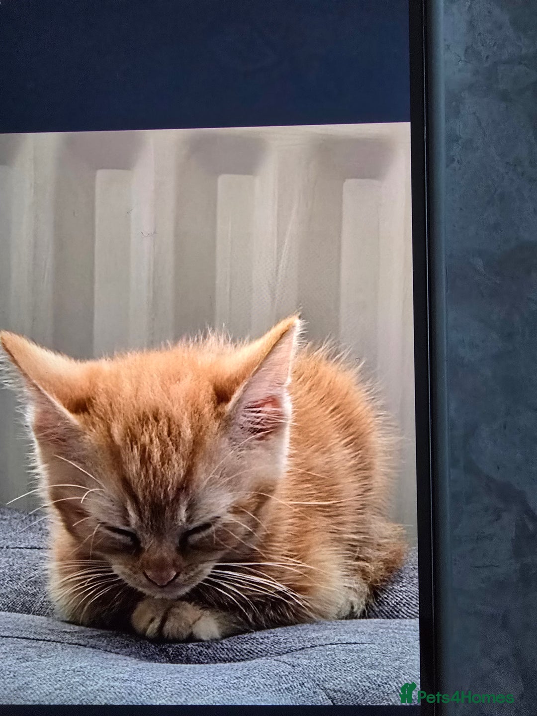 Mixed Breed cats for sale: Ginger kittens - Advert 11