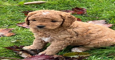 Cockapoo dogs - Advert 7