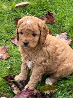 Cockapoo dogs - Advert 6