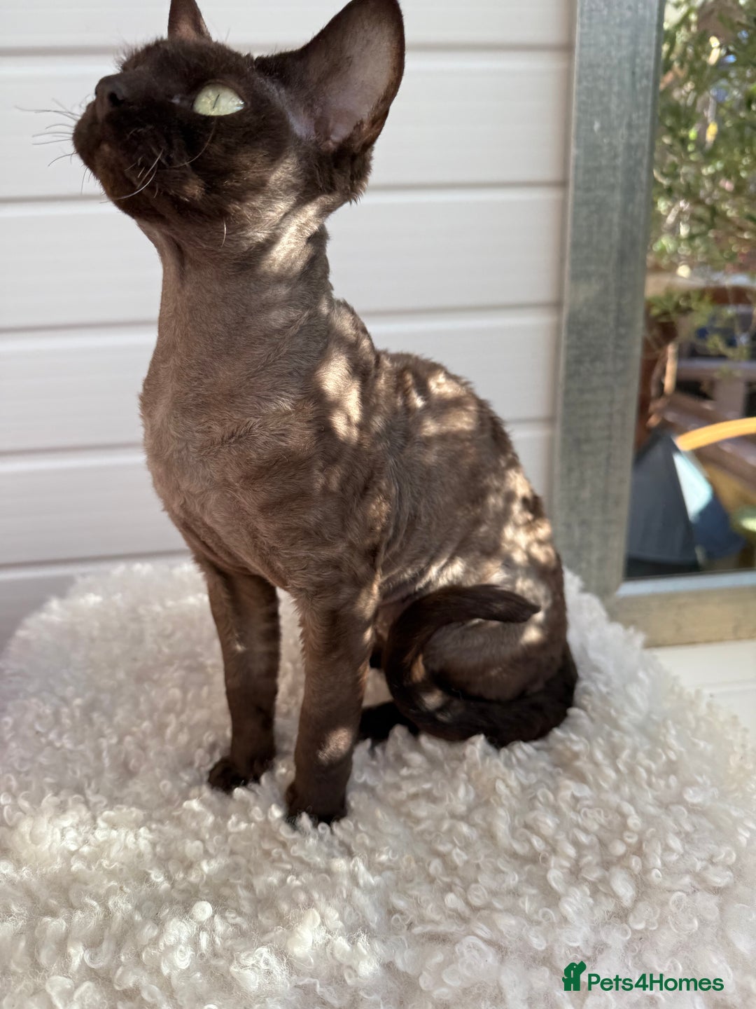 Devon Rex cats for sale: Chocolate Devon Female - Image 21