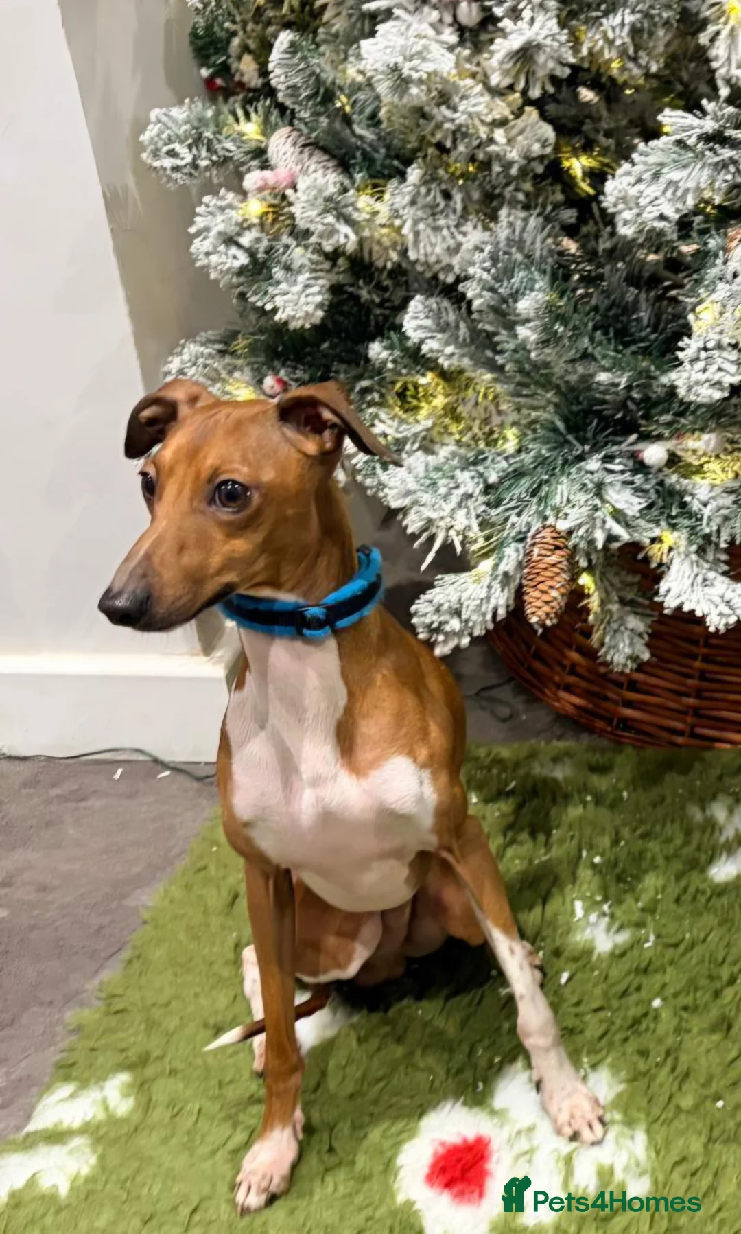 Italian Greyhound dogs for stud: Proven KC Italian Greyhound Stud from champ lines - Advert 1