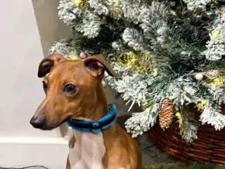 Italian Greyhound dogs Proven KC Italian Greyhound Stud from champ lines - Advert 2